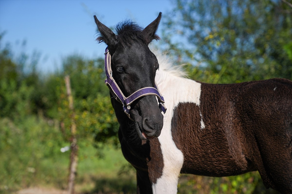 Balıkesir Üniversitesi Öğretim Üyesi Prof. Dr. Mehmet Can Gündüz başkanlığındaki bir ekibin...