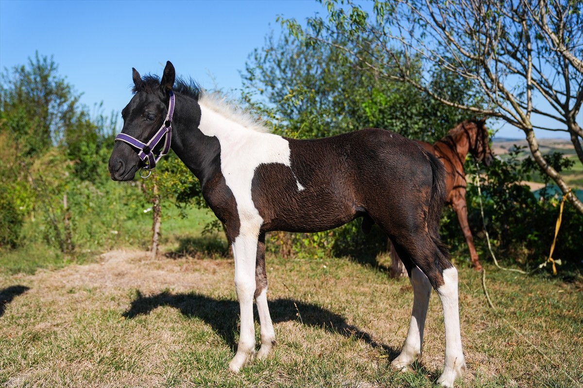 Balıkesir Üniversitesi Öğretim Üyesi Prof. Dr. Mehmet Can Gündüz başkanlığındaki bir ekibin...