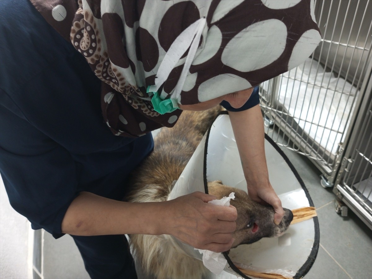 Bartın'da kimliği belirsiz kişiler tarafından silahla vurulan sahipsiz köpeğin tedavisi sürüyor....