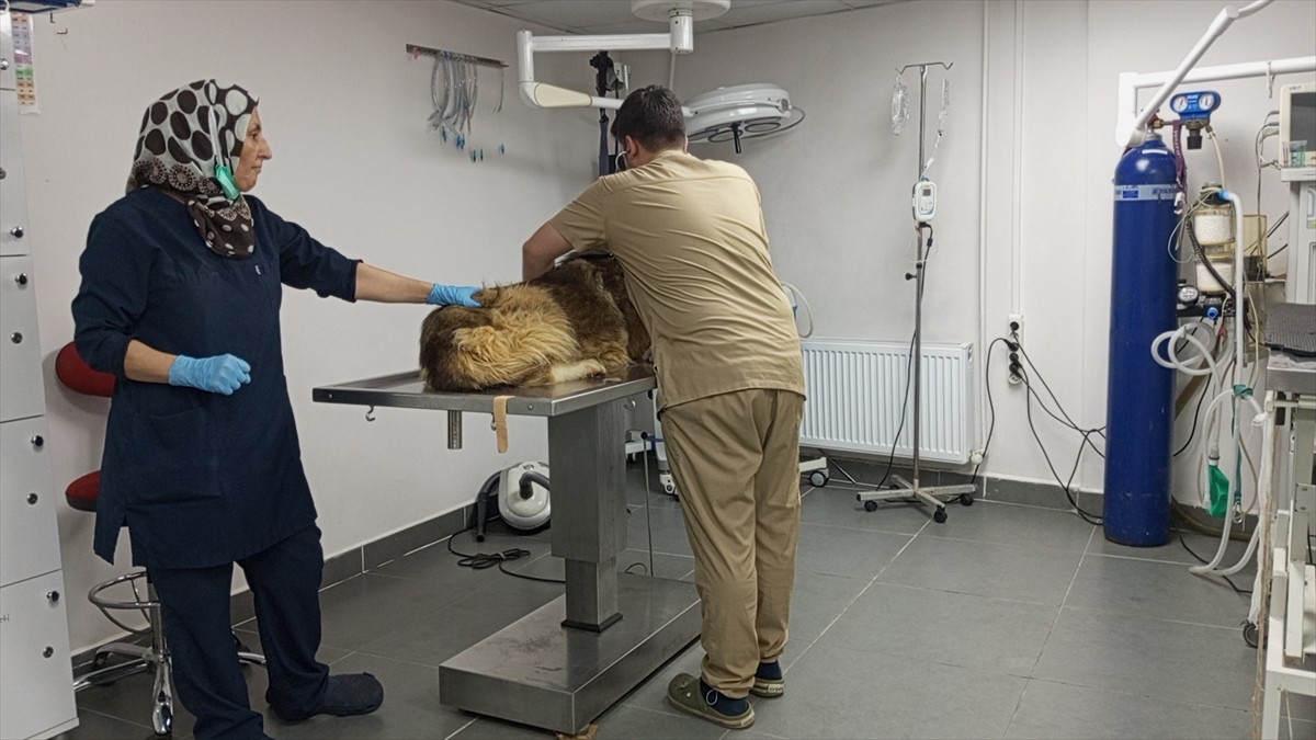 Bartın'da kimliği belirsiz kişiler tarafından silahla vurulan sahipsiz köpeğin tedavisi sürüyor....