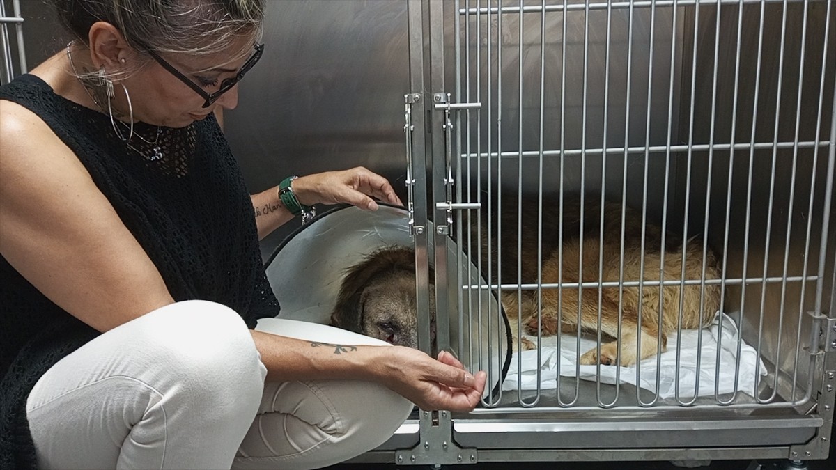 Bartın'da kimliği belirsiz kişiler tarafından silahla vurulan sahipsiz köpeğin tedavisi sürüyor....