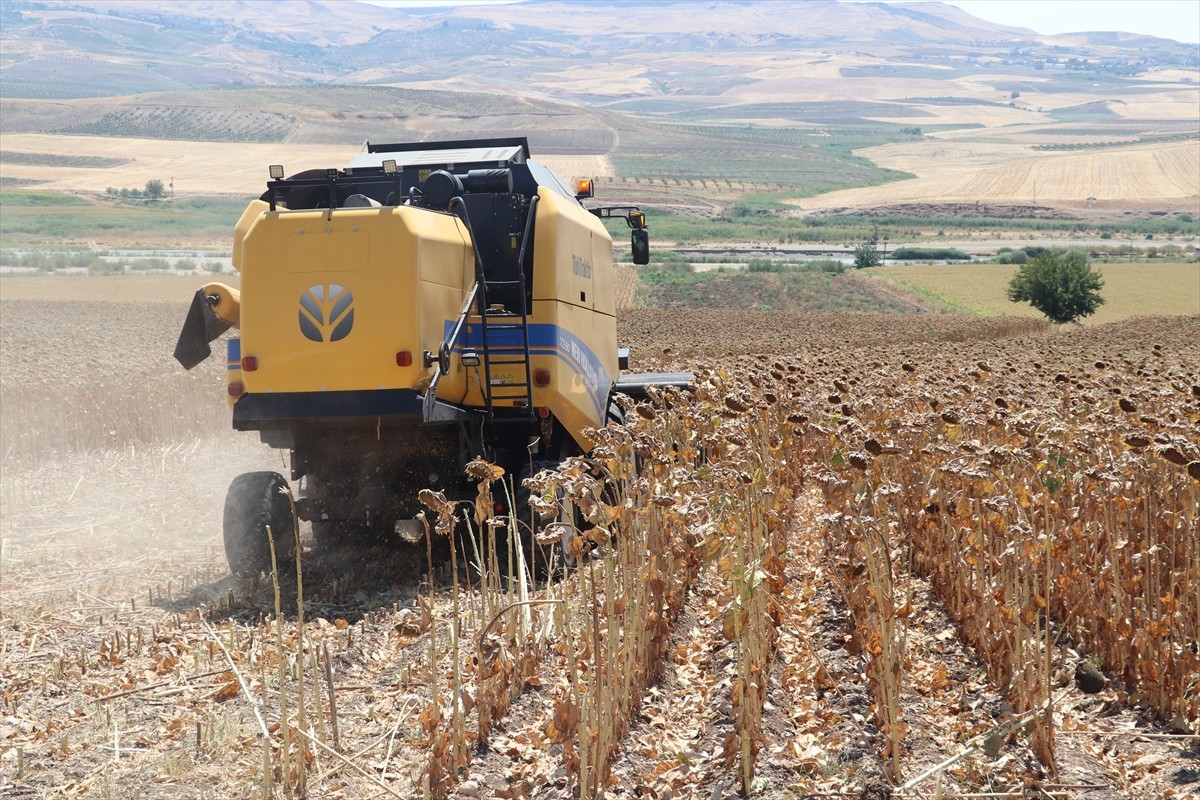 Batman’da bu yıl ilk kez ekimi gerçekleştirilen yağlık ayçiçeği hasadı düzenlenen etkinlikle...