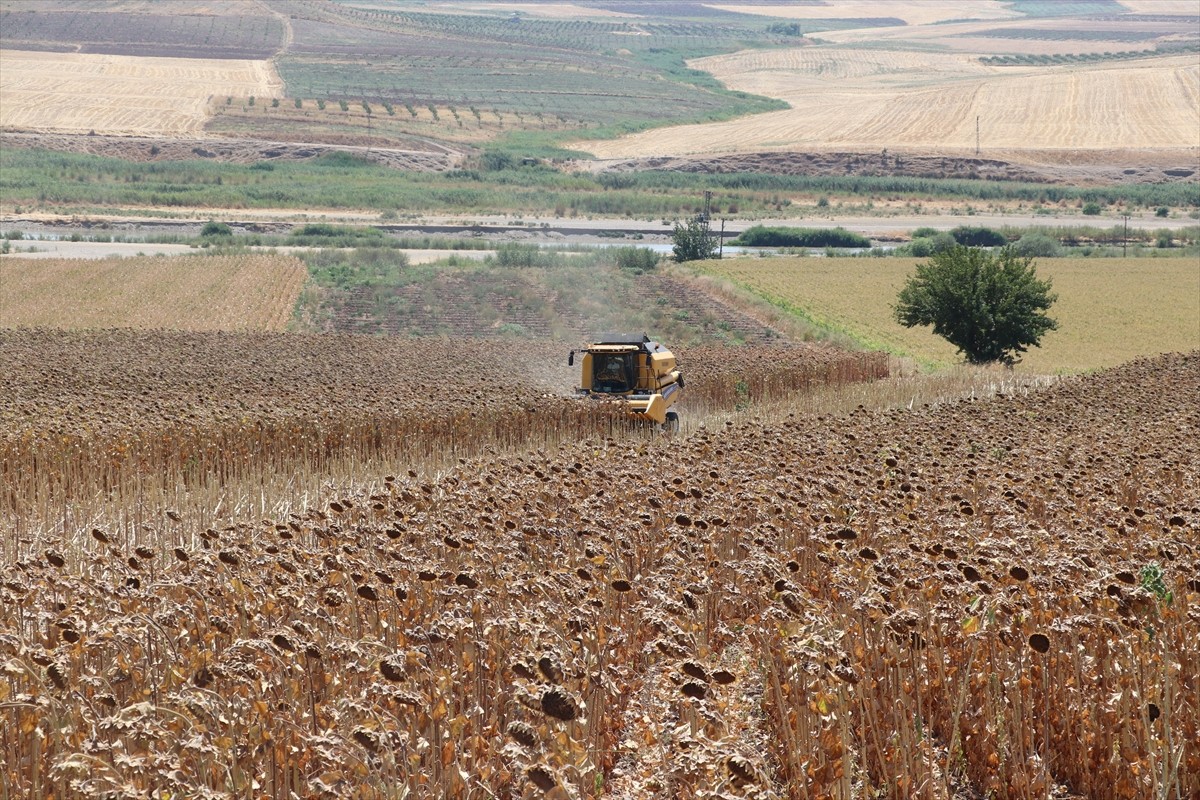 Batman’da bu yıl ilk kez ekimi gerçekleştirilen yağlık ayçiçeği hasadı düzenlenen etkinlikle...