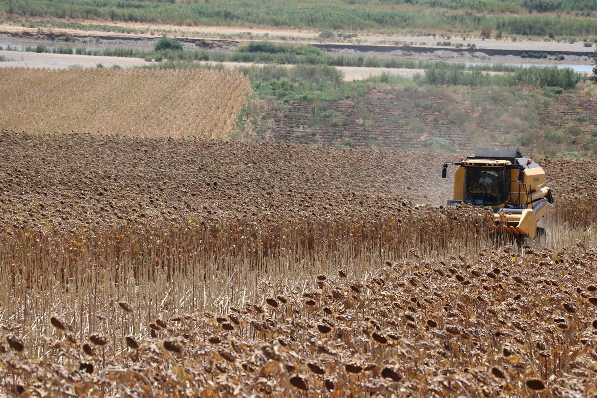 Batman’da bu yıl ilk kez ekimi gerçekleştirilen yağlık ayçiçeği hasadı düzenlenen etkinlikle...