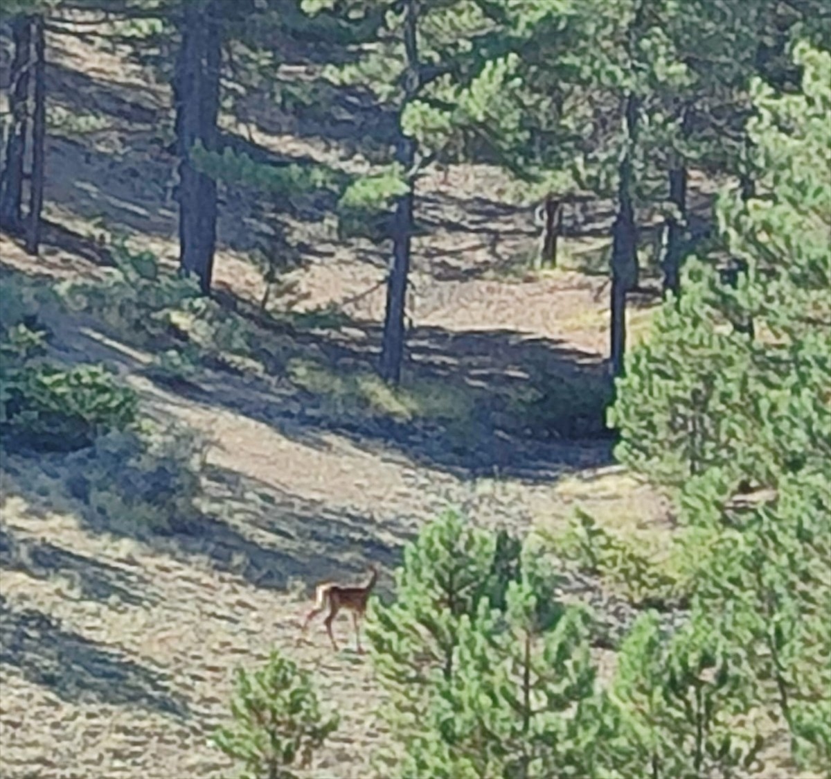 Burdur'daki Salda Gölü'nün çevresindeki ormanda kızıl geyik yavrusuna rastlandı. Paylaşımda yavru...