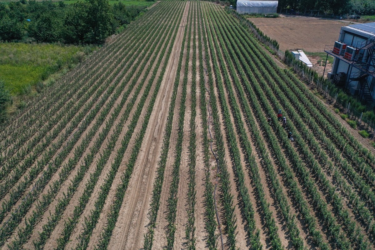 Bursa'nın İnegöl ilçesinde yılda 1 milyon meyve fidanı yetiştiren Ayşe ve Mehmet Ergene çifti...