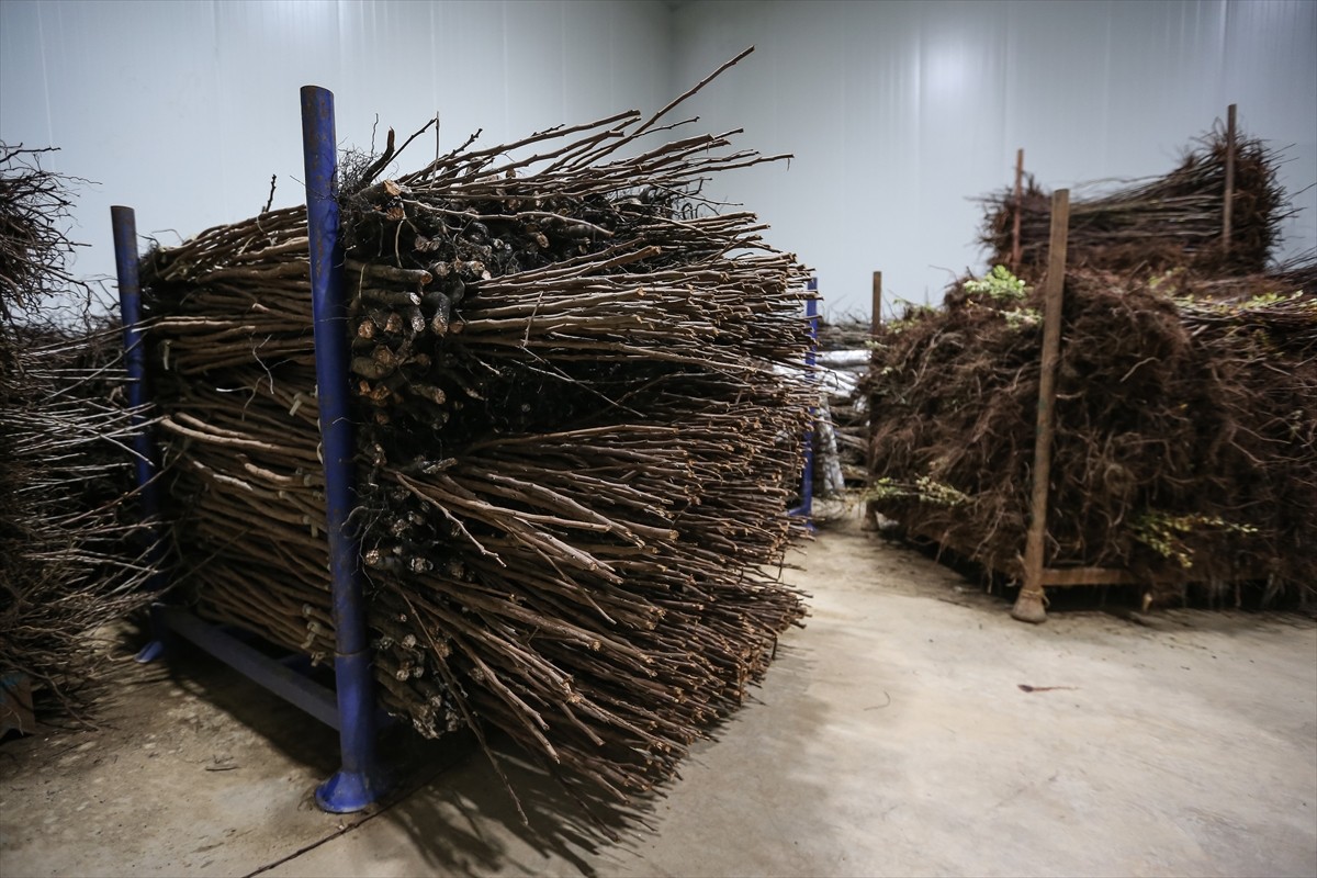 Bursa'nın İnegöl ilçesinde yılda 1 milyon meyve fidanı yetiştiren Ayşe ve Mehmet Ergene çifti...