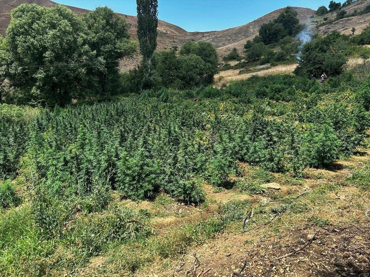 Diyarbakır'ın Lice ilçesinde düzenlenen operasyonda, 2 milyon 300 bin 500 kök kenevir, 414 bin 500...