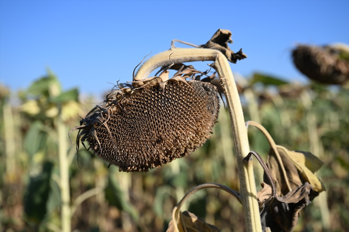 Edirne'de, Trakya Tohum AŞ tarafından geliştirilen 4 yerli hibrit ayçiçeği tohumundan biri olan...