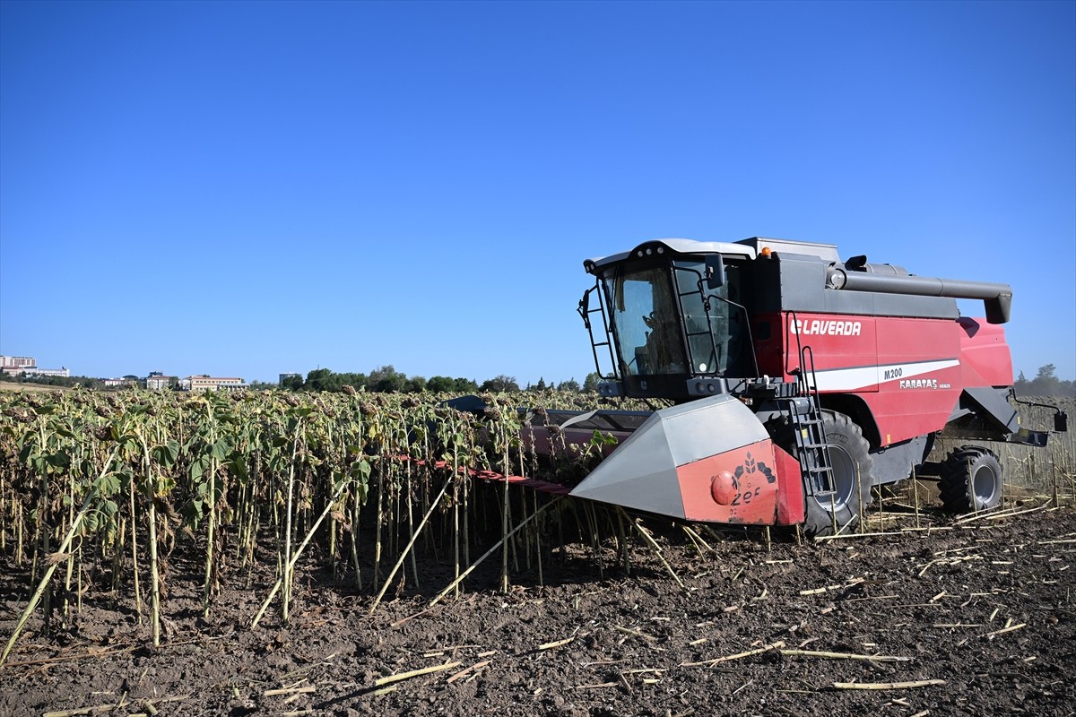 Edirne'de, Trakya Tohum AŞ tarafından geliştirilen 4 yerli hibrit ayçiçeği tohumundan biri olan...