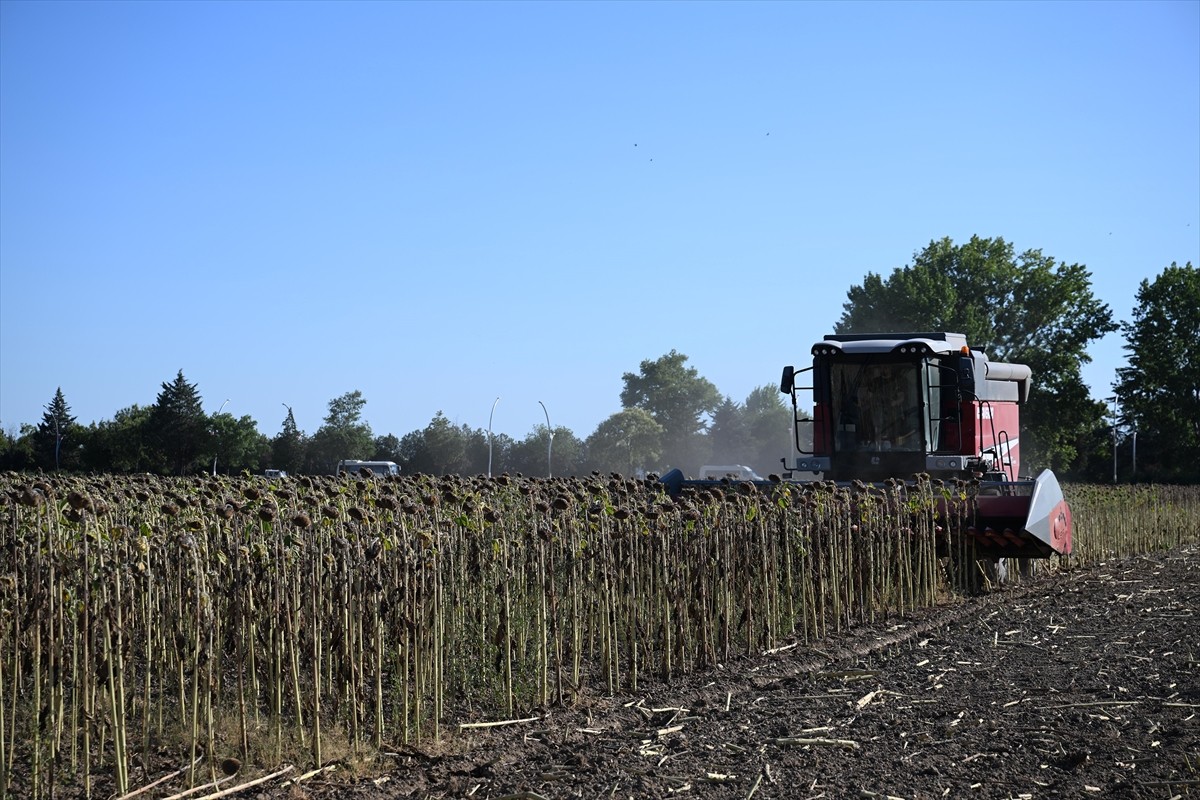 Edirne'de, Trakya Tohum AŞ tarafından geliştirilen 4 yerli hibrit ayçiçeği tohumundan biri olan...