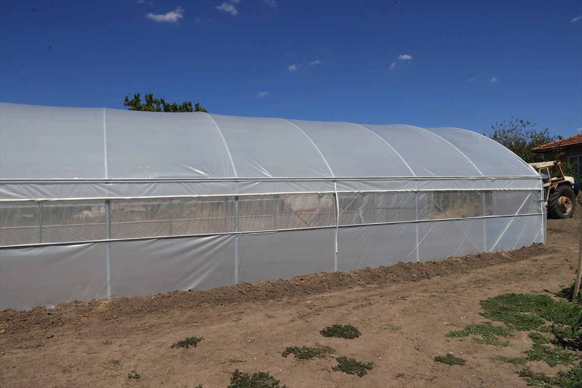 Edirne'de Valilik desteğiyle hayata geçirilen proje kapsamında sera alanının 500 dekara...