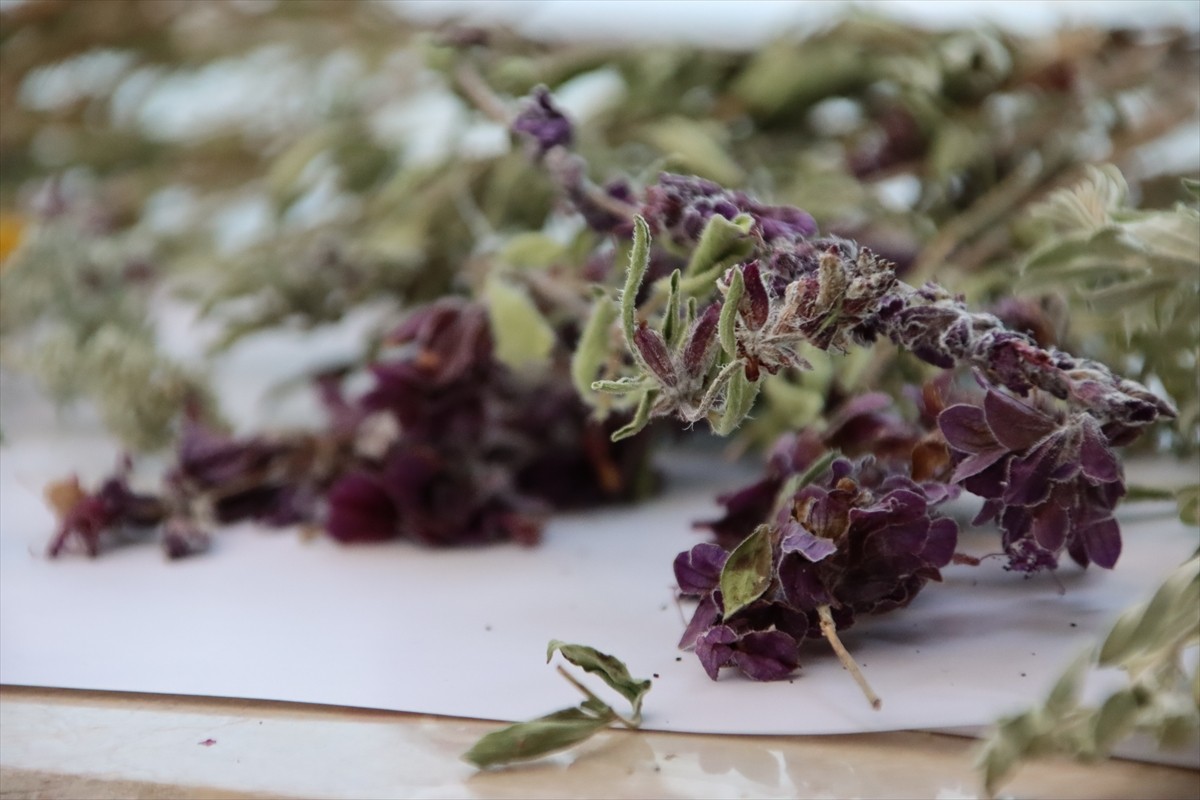 Iğdır Üniversitesi laboratuvarlarında yöreden yetişen tarımsal ve endemik türler ile Ağır Dağı...