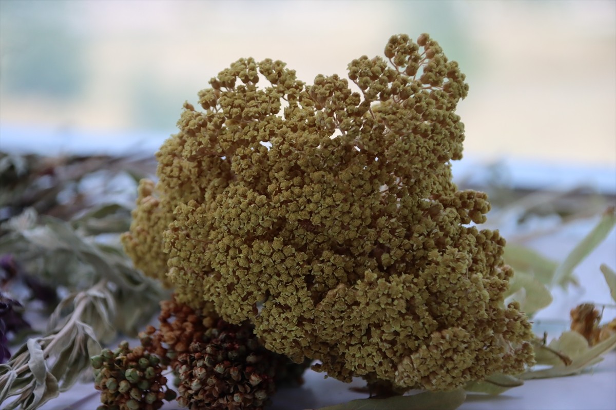 Iğdır Üniversitesi laboratuvarlarında yöreden yetişen tarımsal ve endemik türler ile Ağır Dağı...