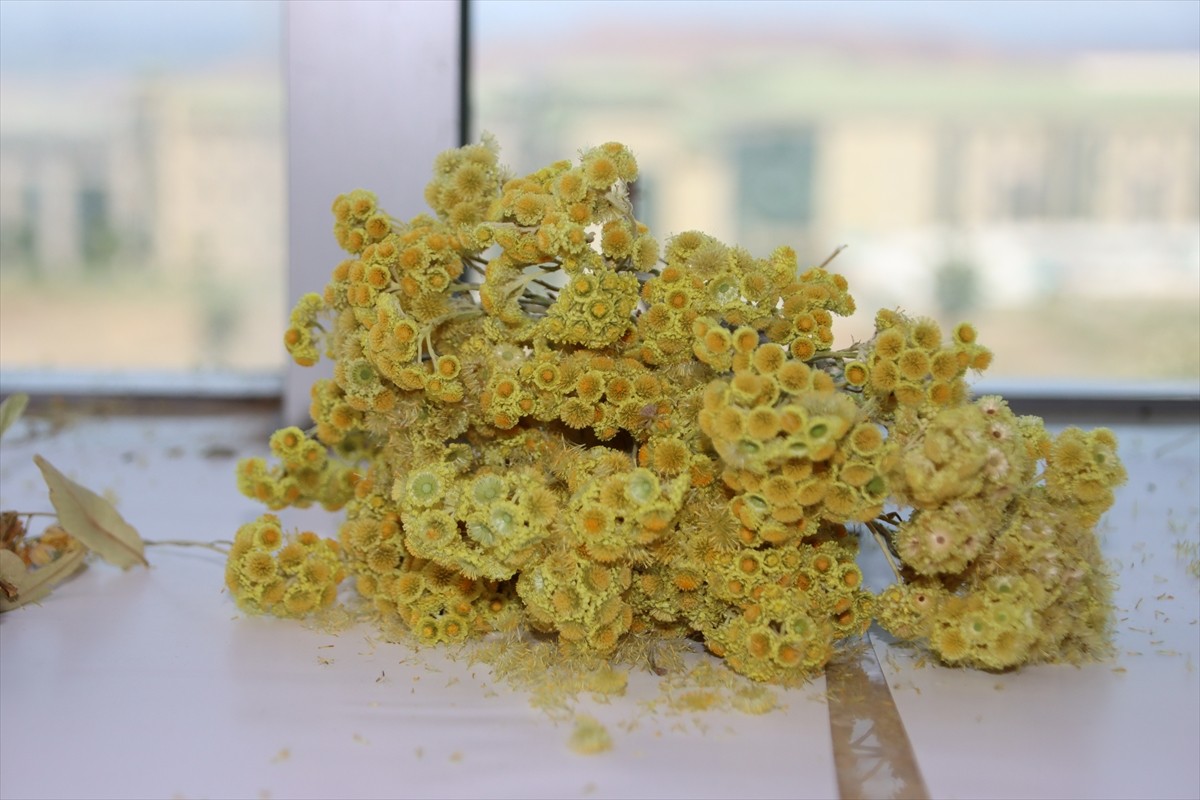 Iğdır Üniversitesi laboratuvarlarında yöreden yetişen tarımsal ve endemik türler ile Ağır Dağı...