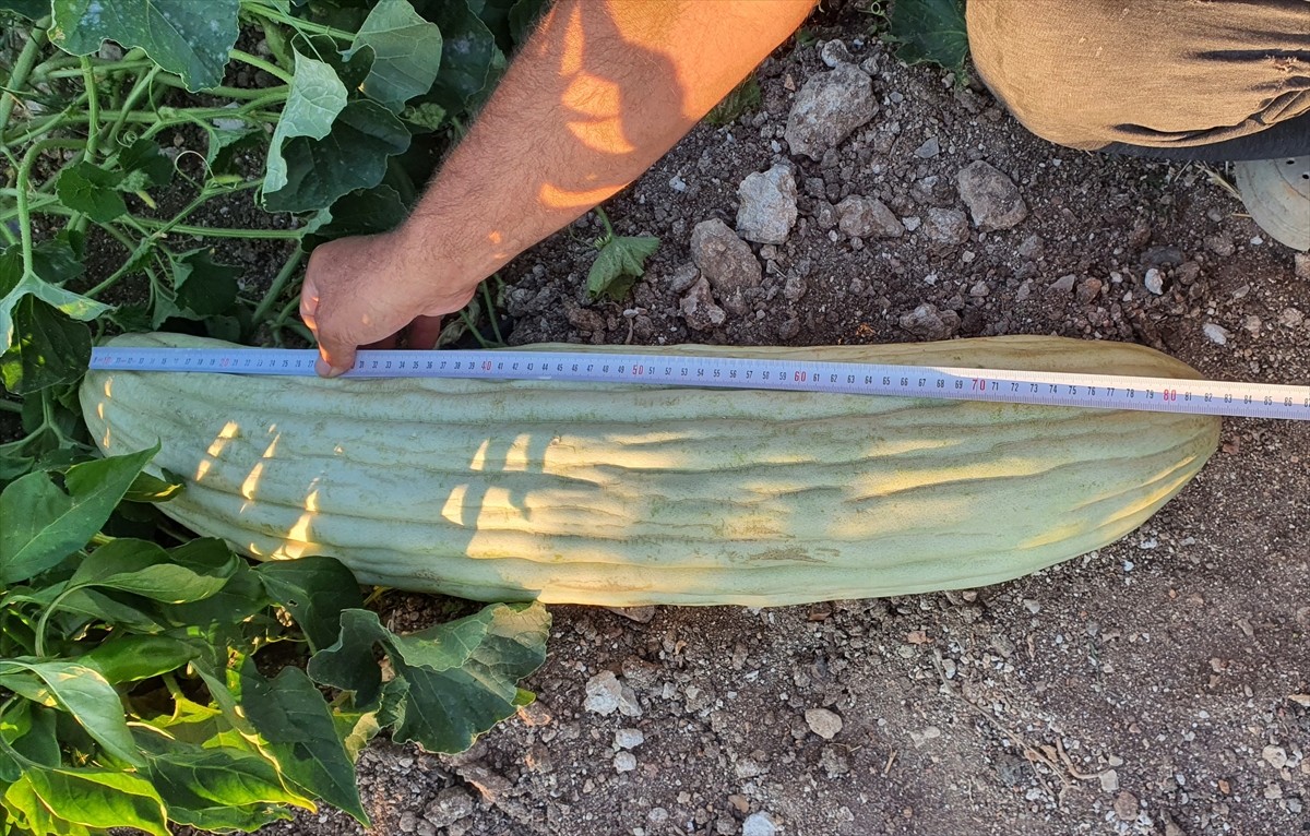 Manisa'nın Demirci ilçesinde, 83 santimetre uzunluğunda acur yetiştirildi. Recep Artuç'un...