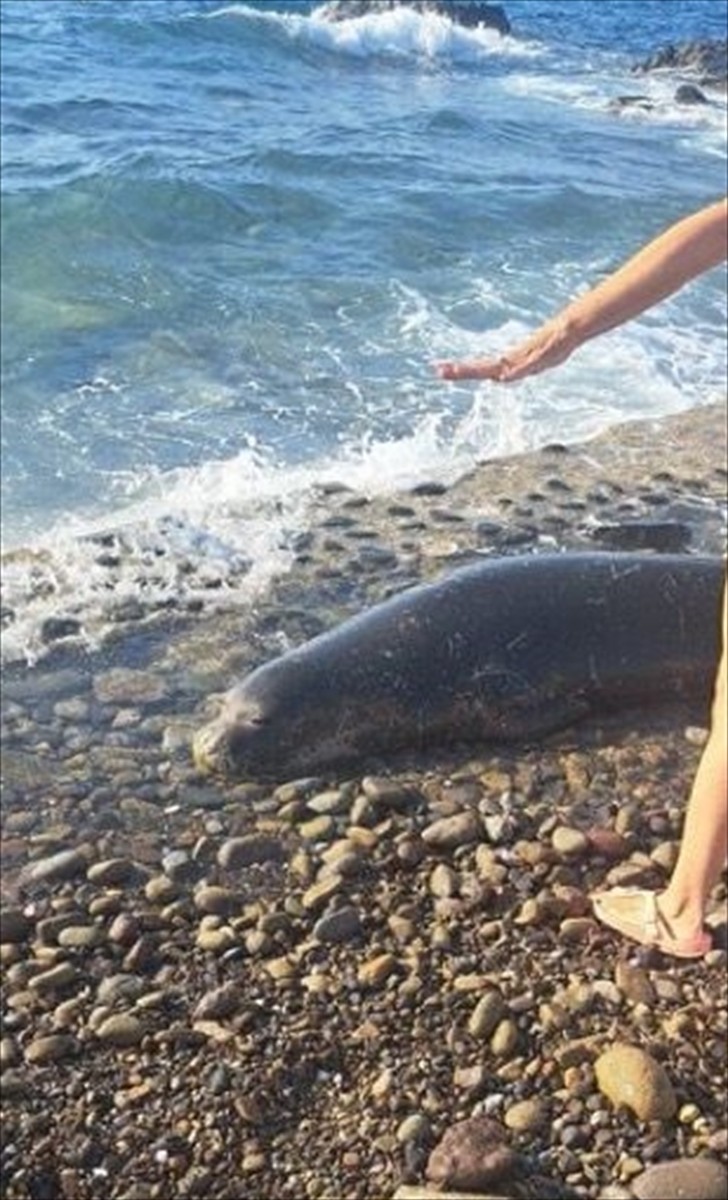 Muğla'nın Bodrum ilçesinde bitkin halde sahile vuran Akdeniz foku, bir süre sonra kıyıda telef...