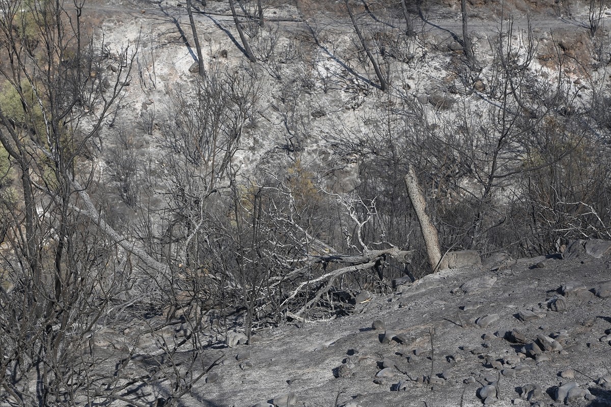 Muğla'nın Milas ilçesinde çıkan orman yangını kara ve hava ekiplerinin müdahalesiyle kontrol...