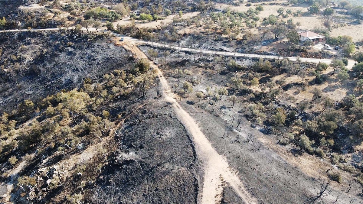 Muğla'nın Milas ilçesinde çıkan orman yangını kısmen kontrol altına alındı. Yangında yaklaşık 60...