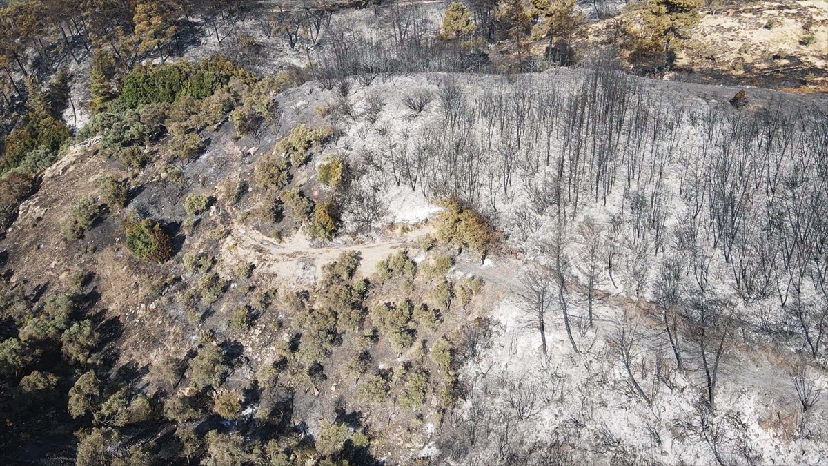 Muğla'nın Milas ilçesinde çıkan orman yangını kısmen kontrol altına alındı. Yangında yaklaşık 60...