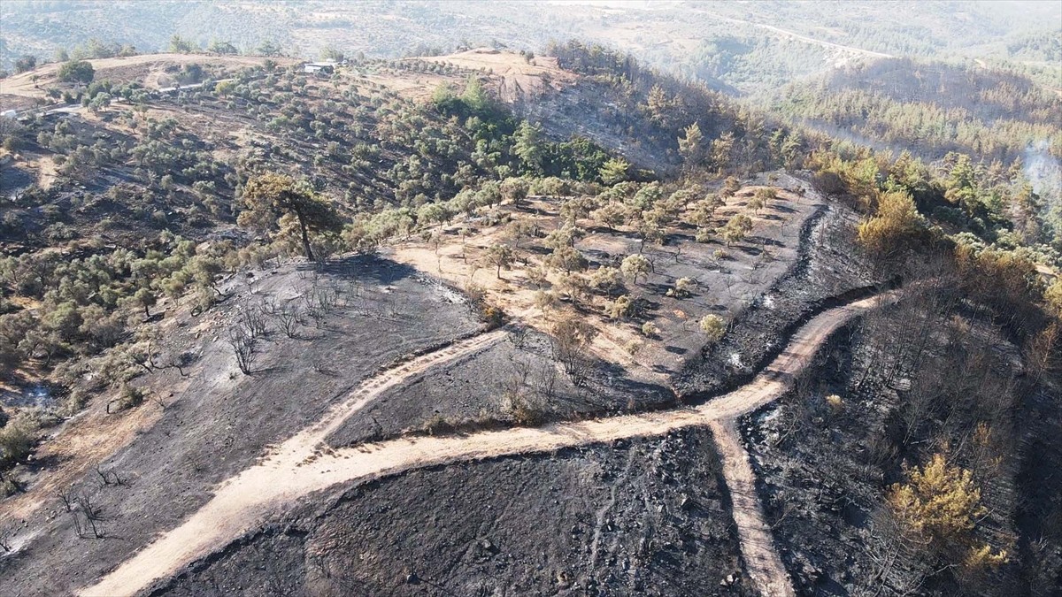 Muğla'nın Milas ilçesinde çıkan orman yangını kısmen kontrol altına alındı. Yangında yaklaşık 60...