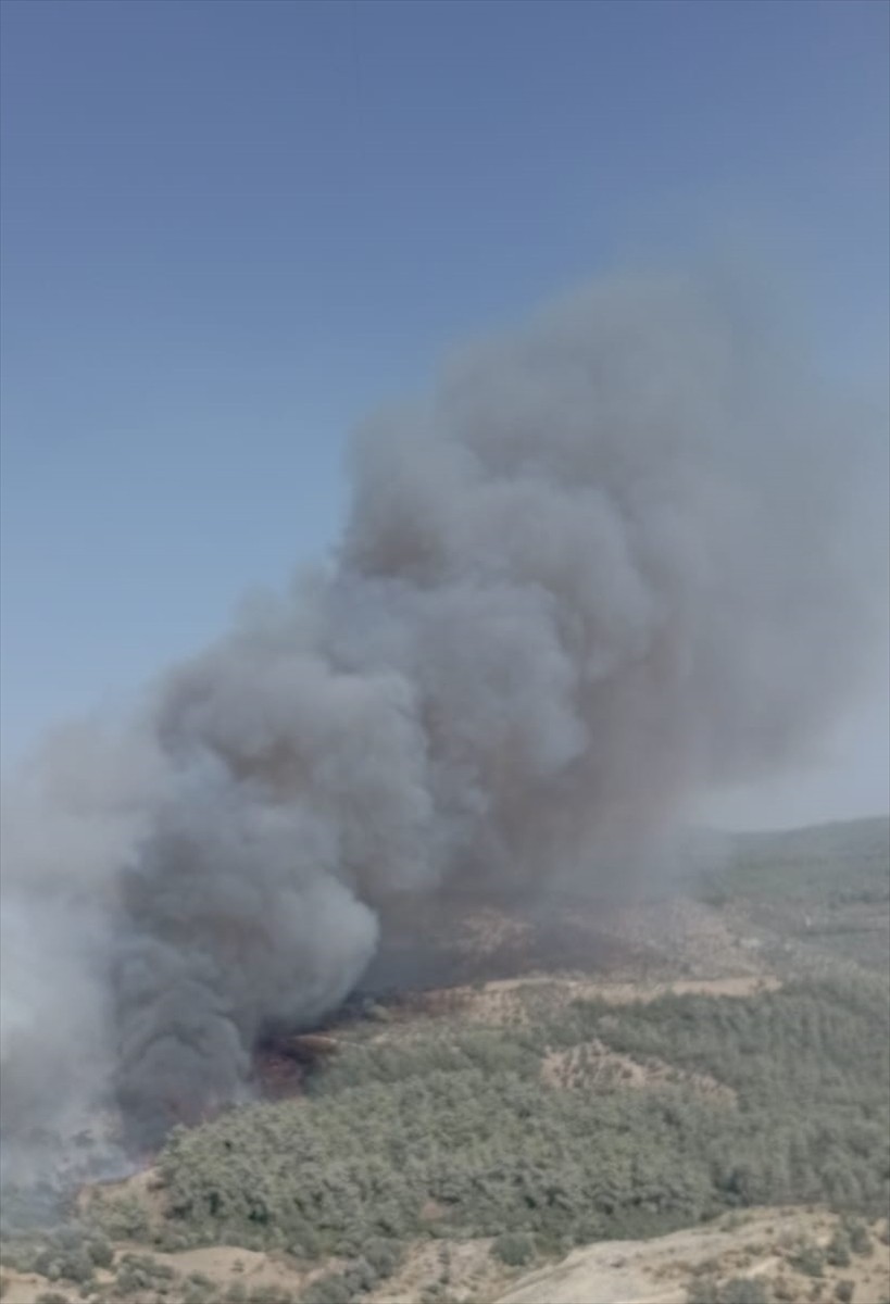 Muğla'nın Milas ilçesinde çıkan orman yangınına havadan ve karadan müdahale ediliyor.