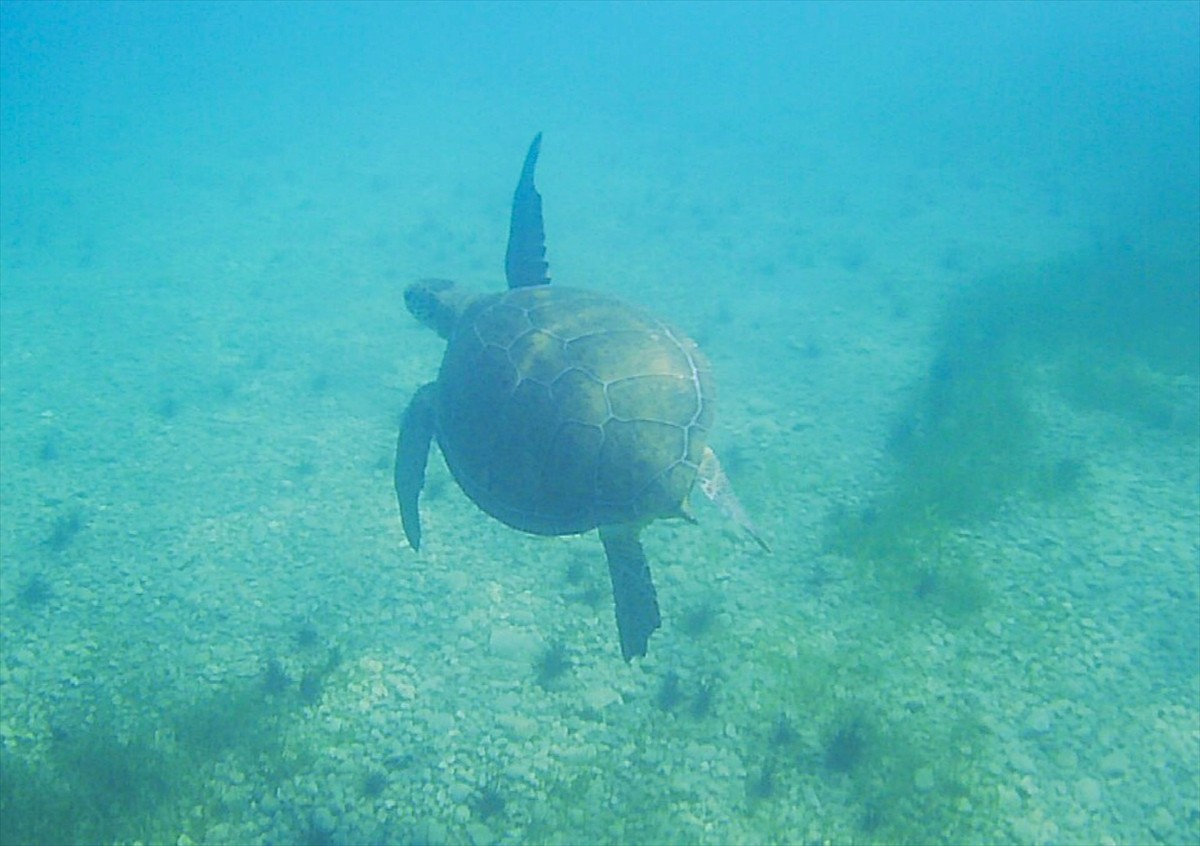 Muğla'nın Milas ilçesine deniz çayırlarıyla beslenen yeşil deniz kaplumbağaları Anadolu Ajansı...