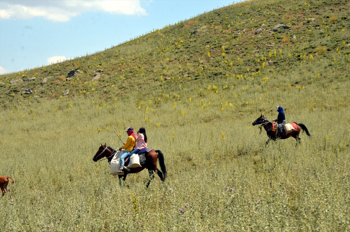 Muş'un Varto ilçesinde berivanlar (süt sağan kadın), sıcak havaya rağmen her gün atlarla yaklaşık...