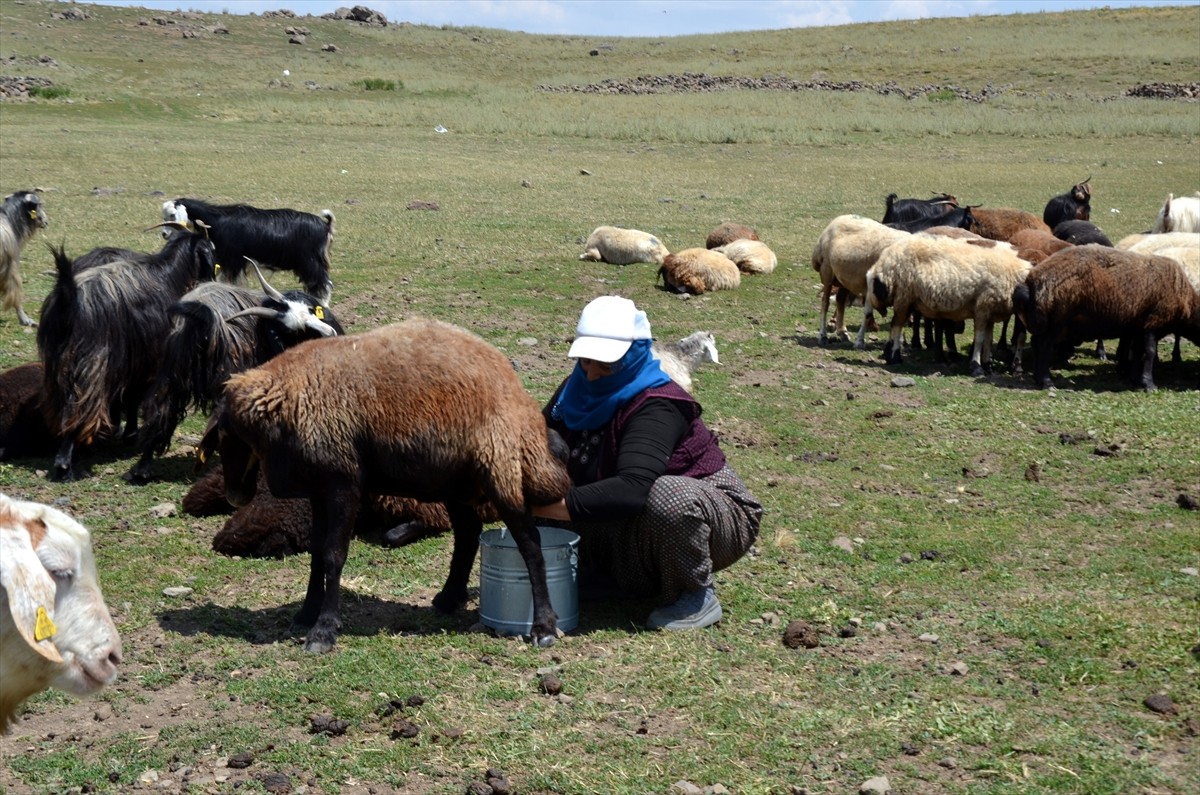 Muş'un Varto ilçesinde berivanlar (süt sağan kadın), sıcak havaya rağmen her gün atlarla yaklaşık...