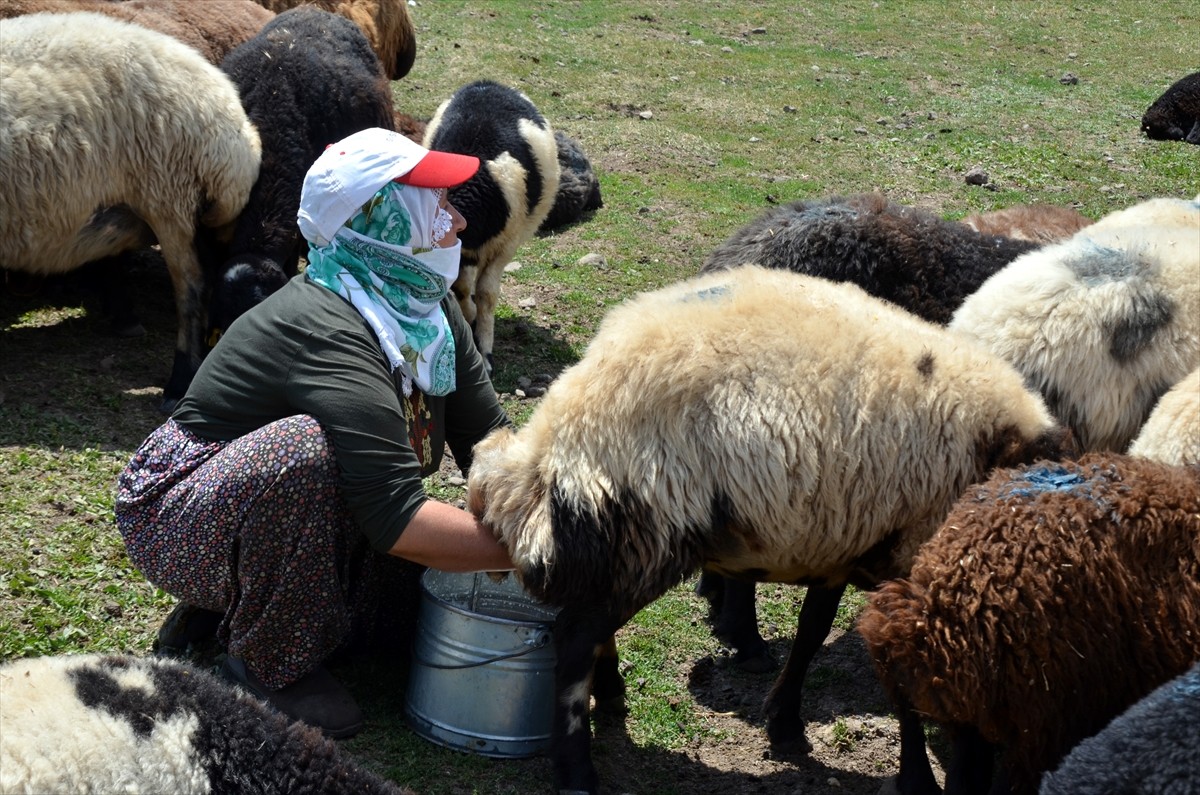 Muş'un Varto ilçesinde berivanlar (süt sağan kadın), sıcak havaya rağmen her gün atlarla yaklaşık...