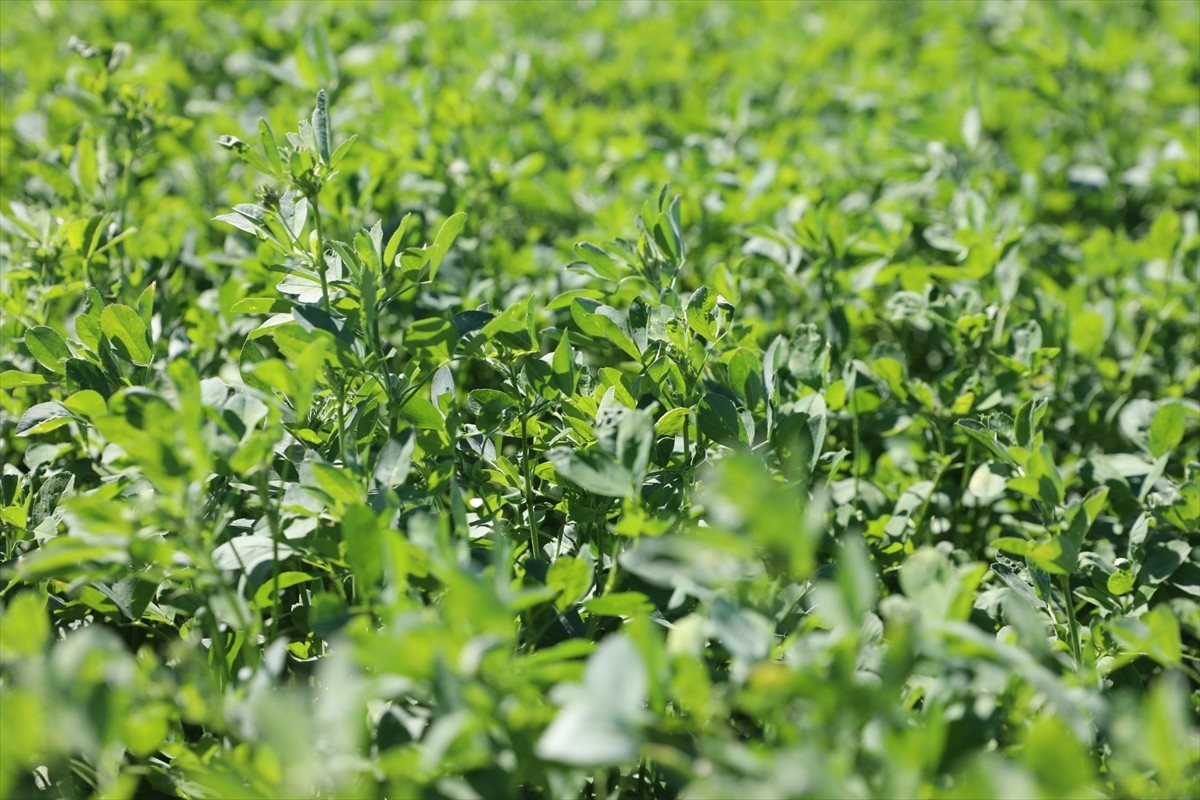 Niğde Ömer Halisdemir Üniversitesi Tarım Bilimleri ve Teknolojileri Fakültesi Bitkisel Üretim ve...