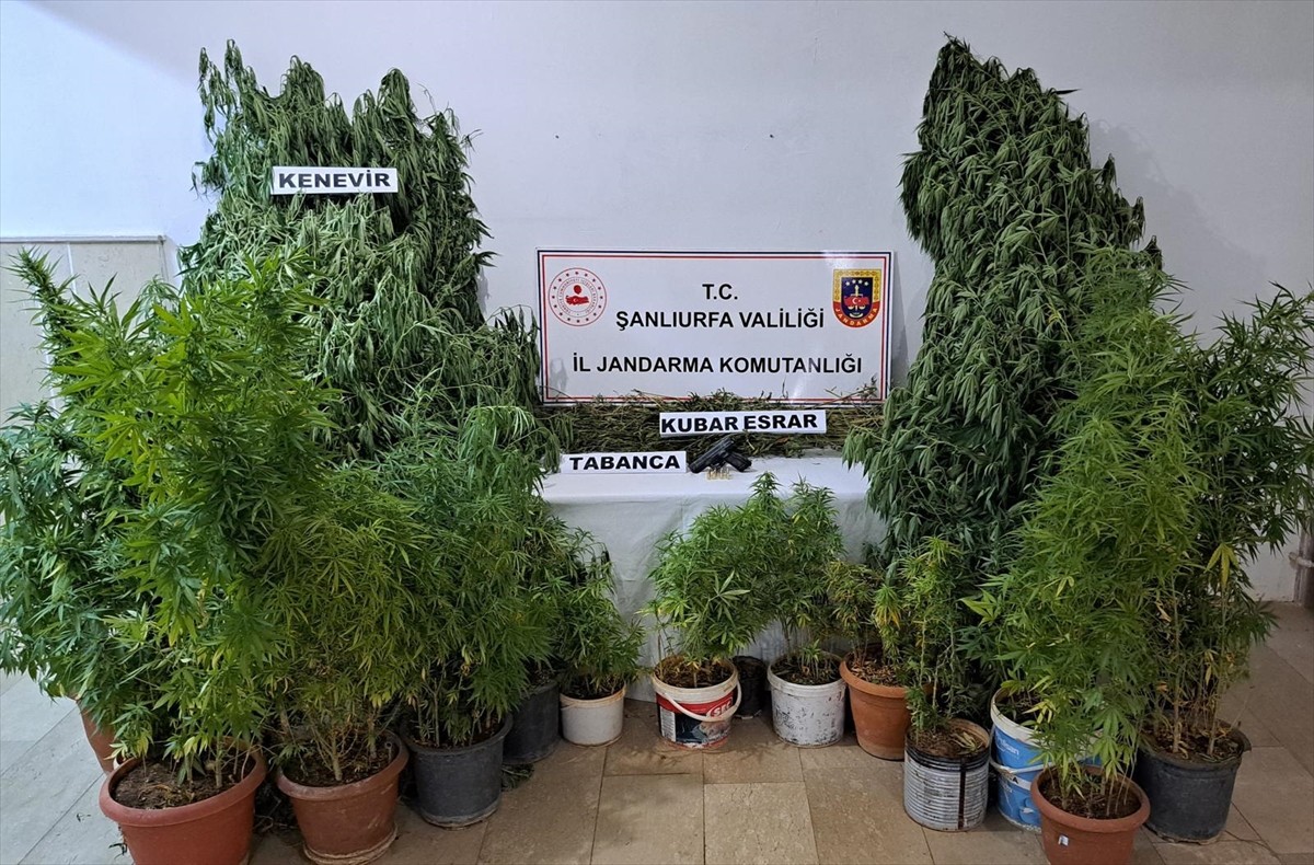 Şanlıurfa'nın Halfeti ve Suruç ilçelerinde düzenlenen uyuşturucu operasyonlarında 431 kök Hint...