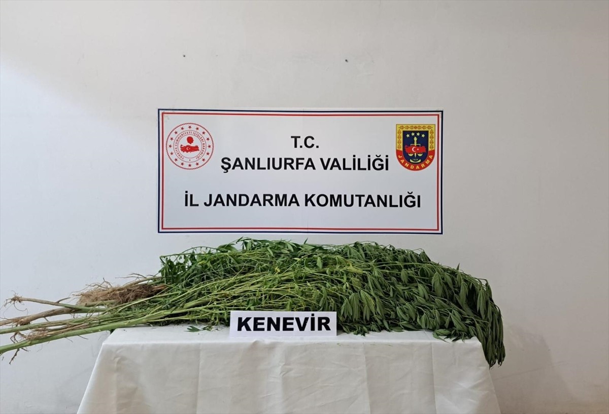 Şanlıurfa'nın Halfeti ve Suruç ilçelerinde düzenlenen uyuşturucu operasyonlarında 431 kök Hint...