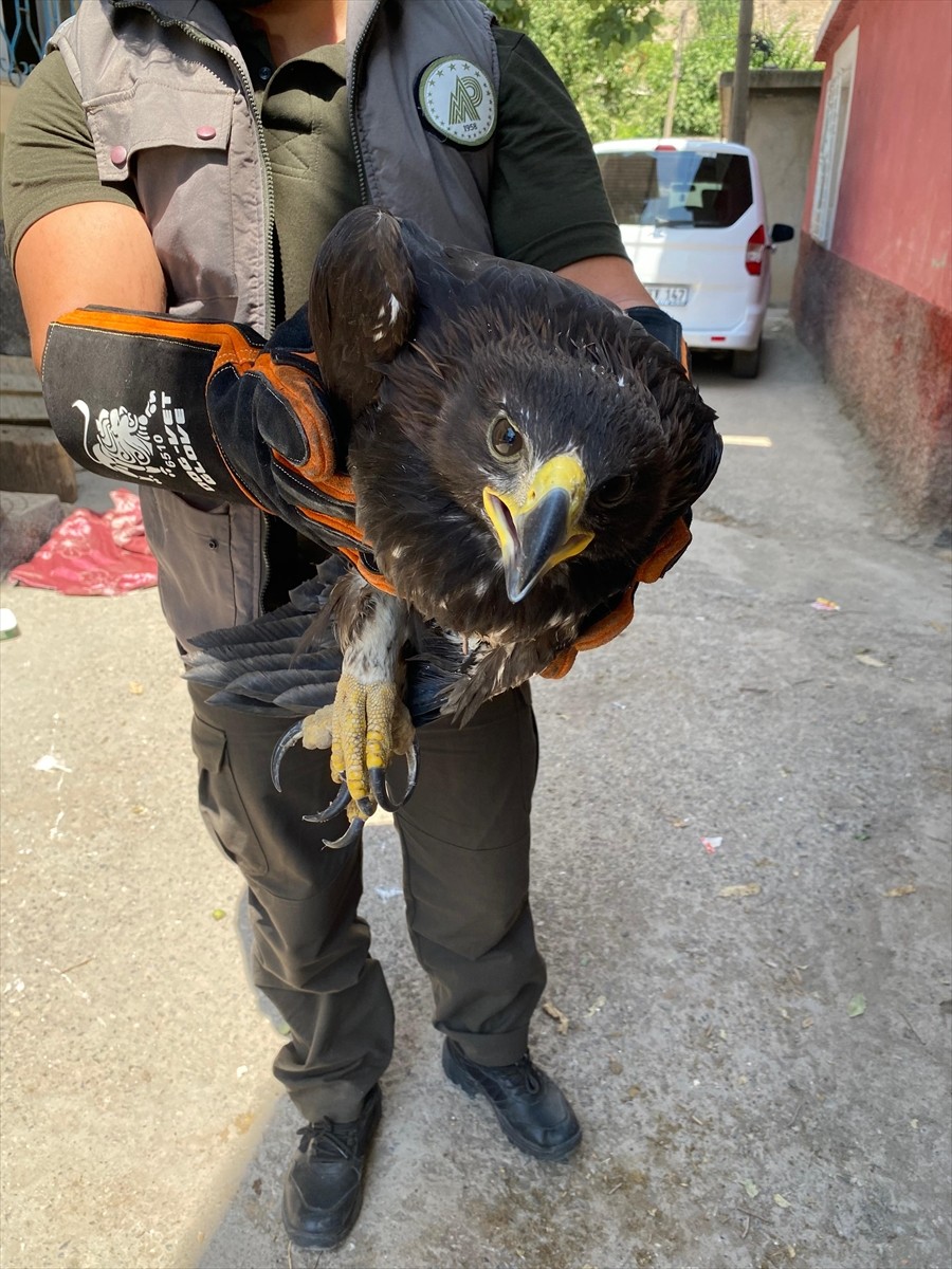 Şırnak'ın Uludere ilçesinde bitkin halde bulunan kaya kartalı, tedavisinin ardından doğaya...