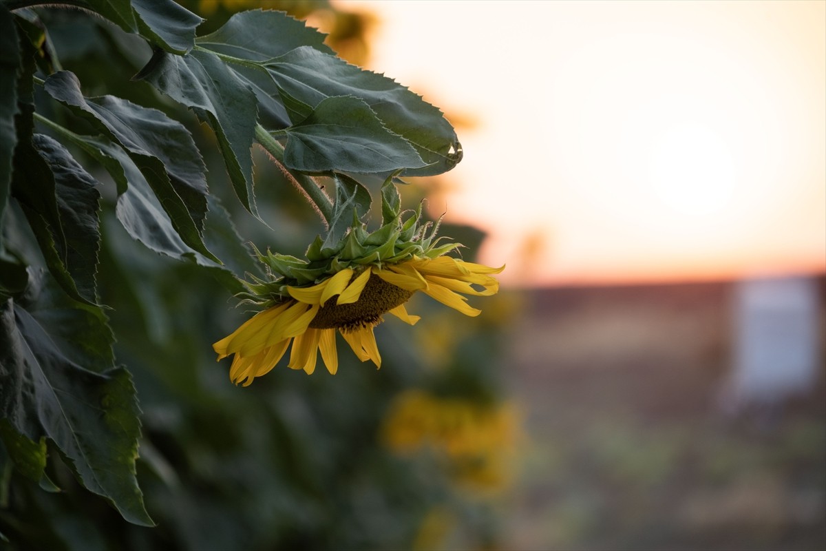 Terör örgütü DEAŞ'in işgaliyle Musul'un Sincar ilçesinden kaçmak zorunda kalan ve Duhok'taki...
