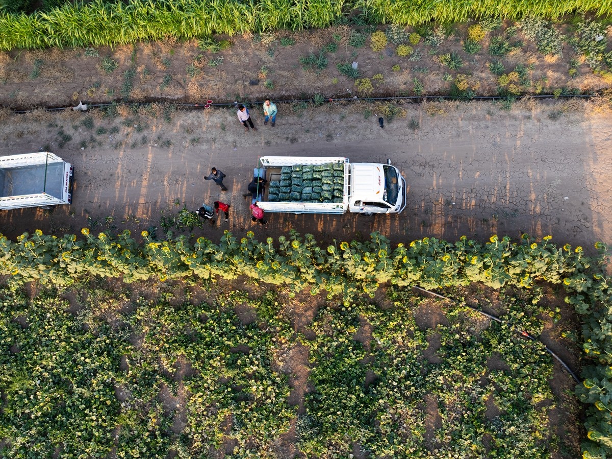 Terör örgütü DEAŞ'in işgaliyle Musul'un Sincar ilçesinden kaçmak zorunda kalan ve Duhok'taki...