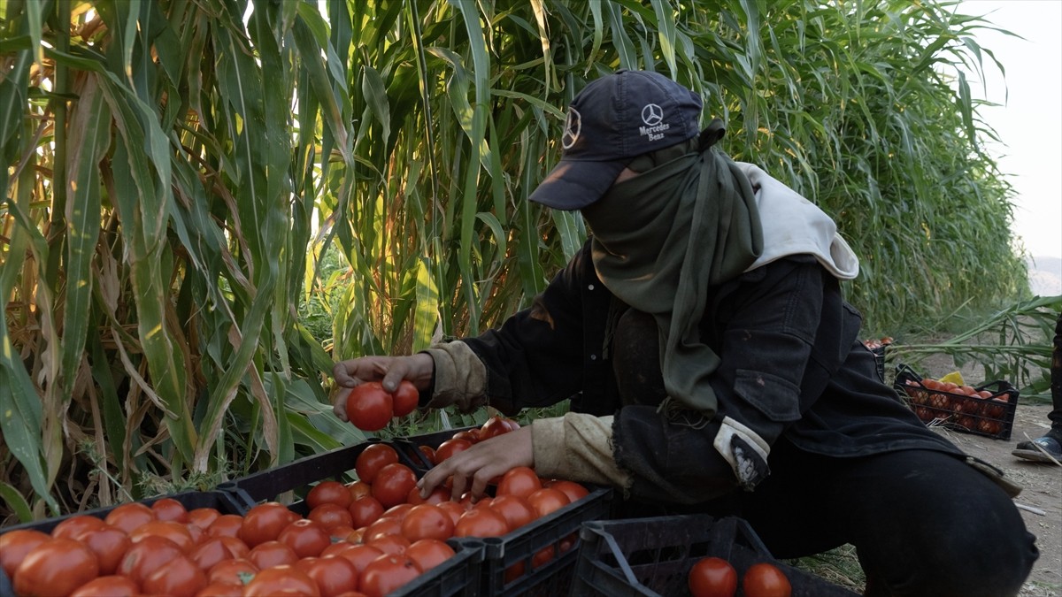 Terör örgütü DEAŞ'in işgaliyle Musul'un Sincar ilçesinden kaçmak zorunda kalan ve Duhok'taki...
