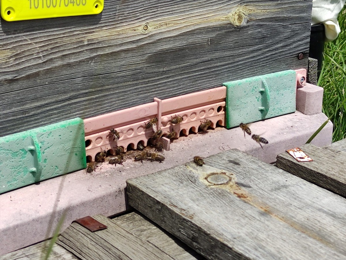 Türk Patent ve Marka Kurumunca coğrafi işaretle tescillenen "Ardahan çiçek balı"nda hasat dönemi...