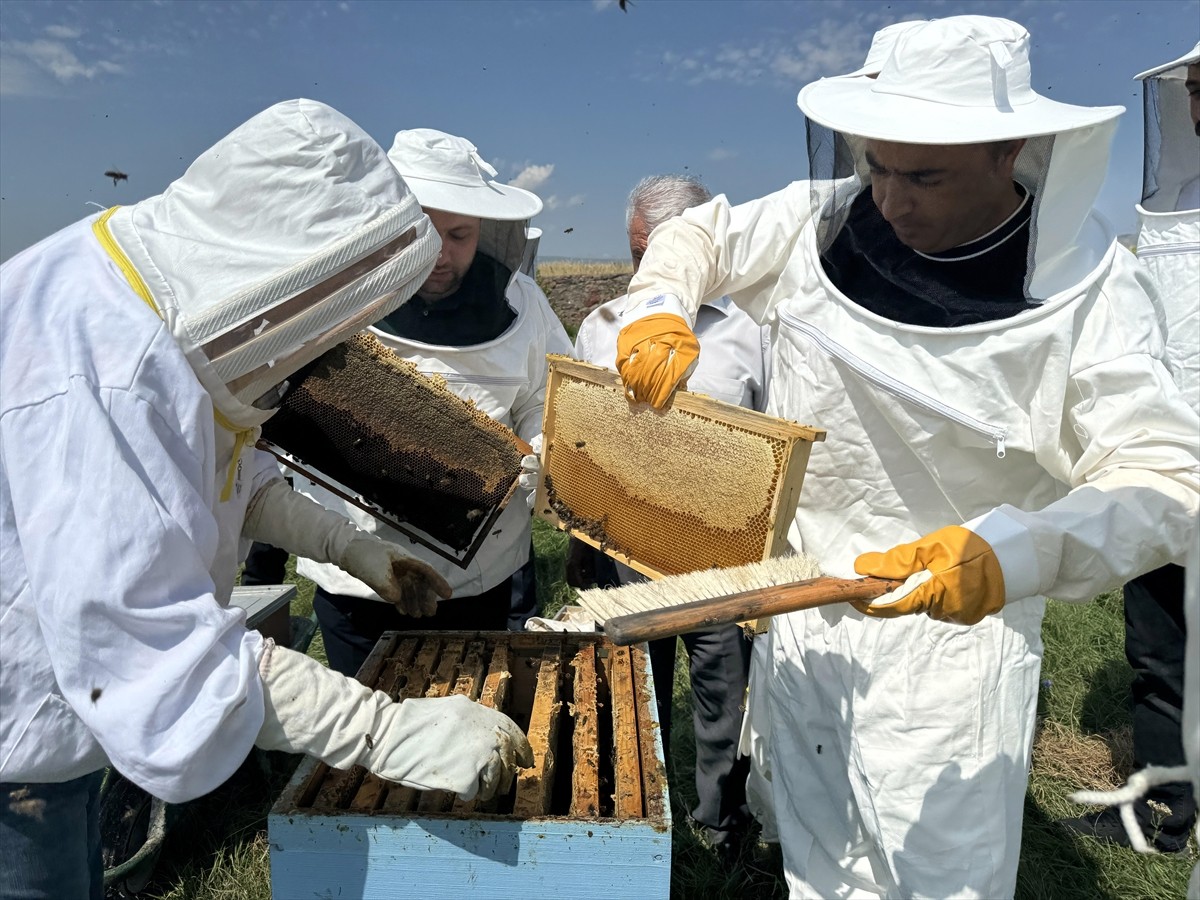 Türk Patent ve Marka Kurumunca coğrafi işaretle tescillenen "Ardahan çiçek balı"nın Kafkas Arısı...