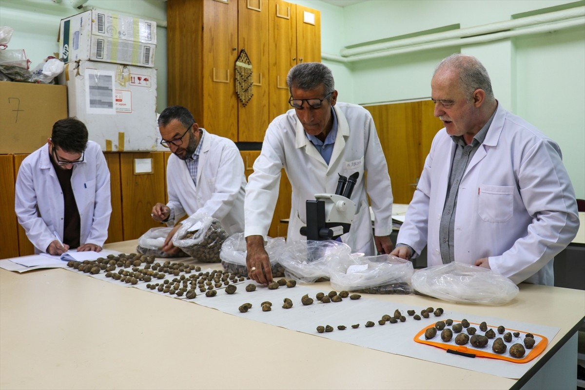 Van'ın Muradiye ilçesinde 6 şüpheli tarafından sökülerek kent dışına çıkarılmak istenirken İl...
