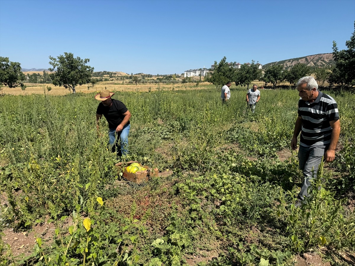 Yozgat'ın Aydıncık ilçesinde halk arasında "yer muzu" diye adlandırılan ilçeye özgü coğrafi işaret...