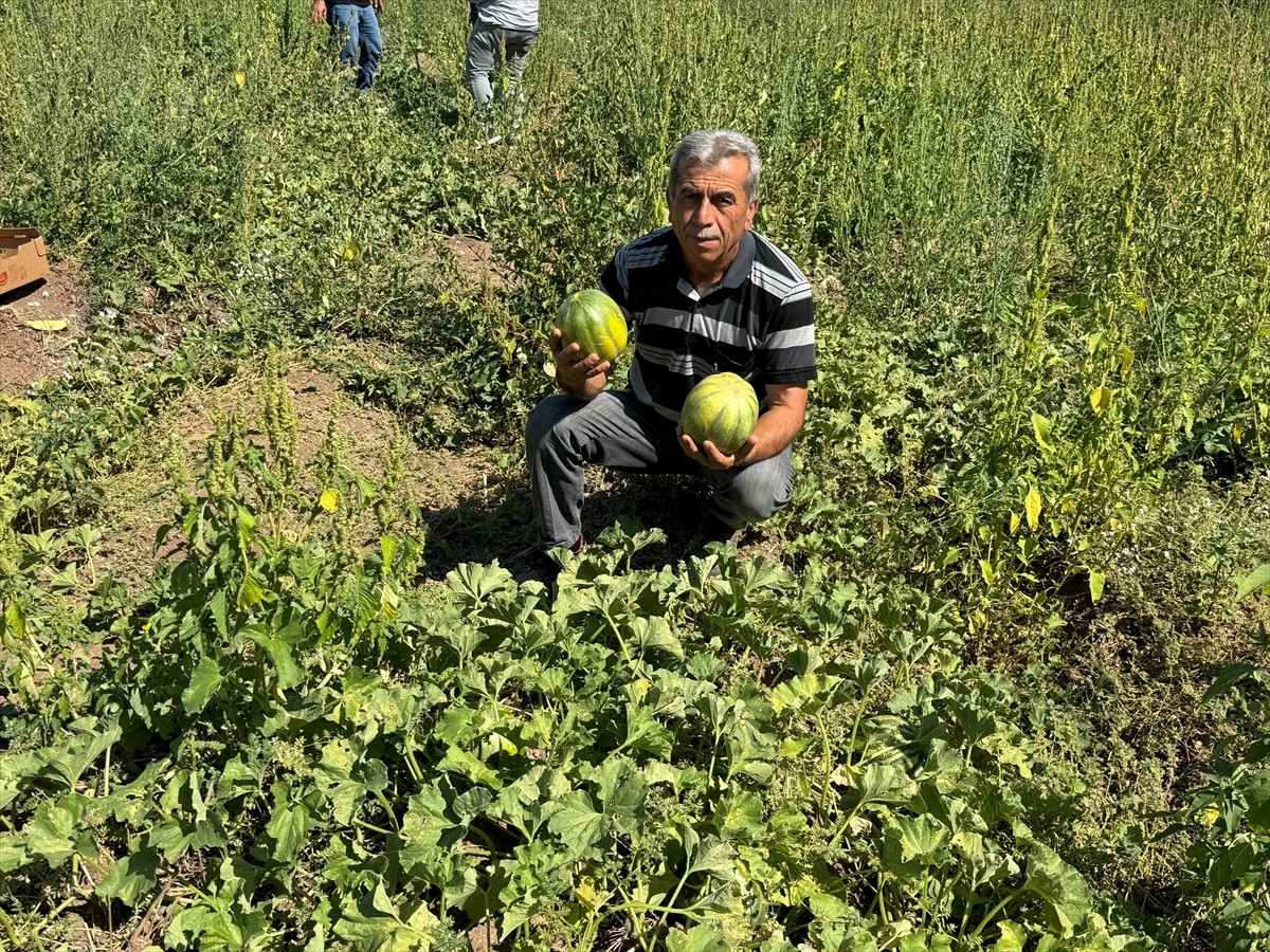 Yozgat'ın Aydıncık ilçesinde halk arasında "yer muzu" diye adlandırılan ilçeye özgü coğrafi işaret...