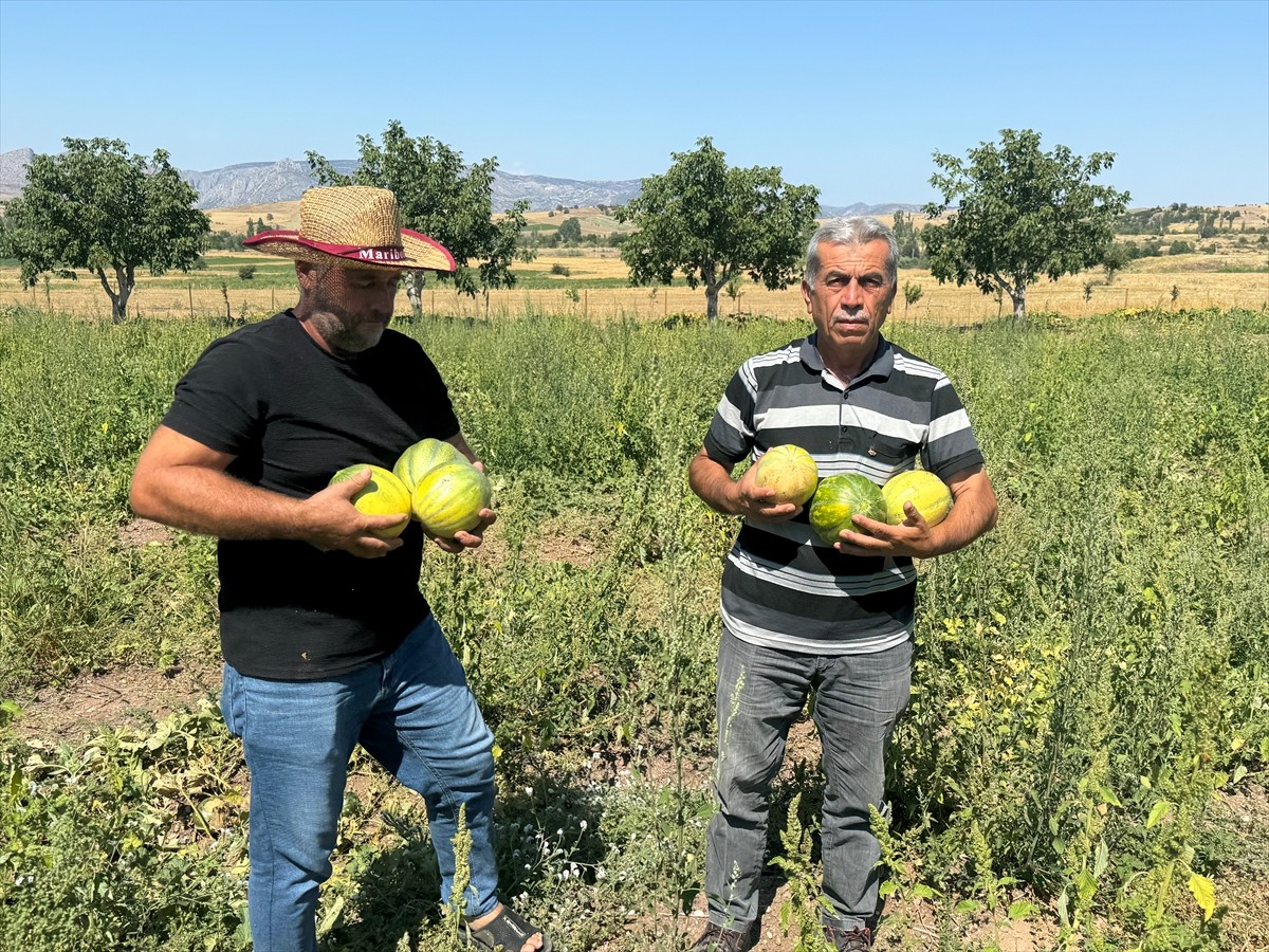 Yozgat'ın Aydıncık ilçesinde halk arasında "yer muzu" diye adlandırılan ilçeye özgü coğrafi işaret...