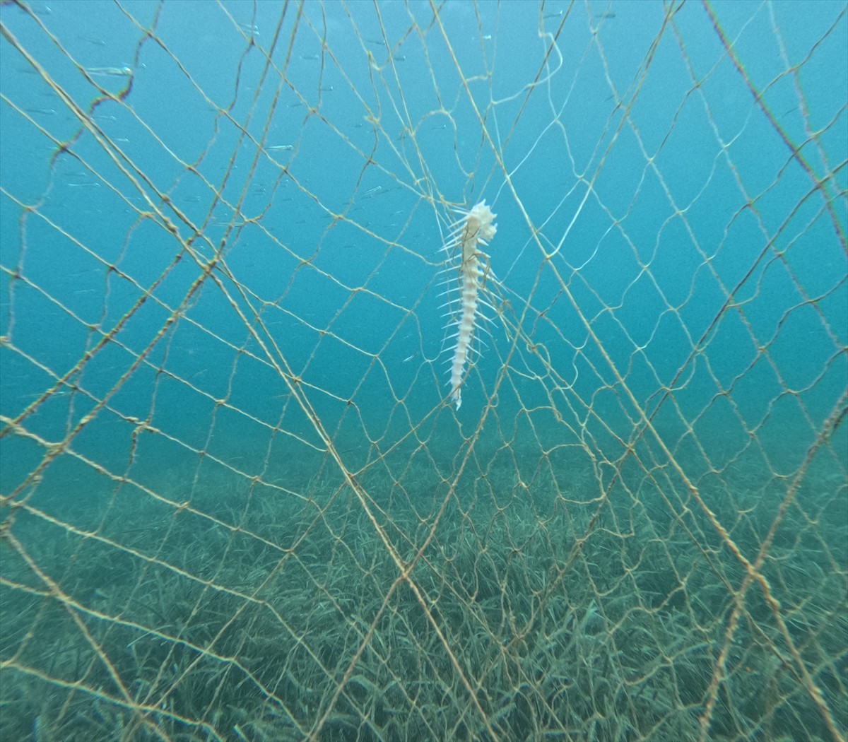 Balıkesir Büyükşehir Belediyesi ile Çanakkale Onsekiz Mart Üniversitesi (ÇOMÜ) işbirliğinde...