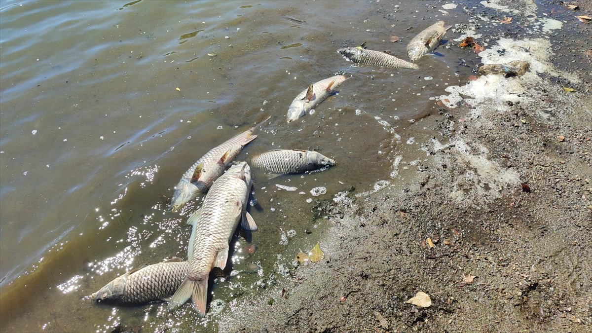 İzmir'in Ödemiş ilçesinde önemli turizm merkezleri arasında yer alan Gölcük Gölü'nde pullu sazan...