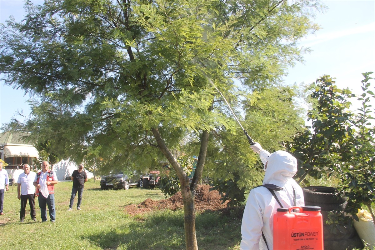 Samsun'da çiftçilere, tarım ürünlerinde önemli zarara neden olan kahverengi kokarca zararlısı ile...