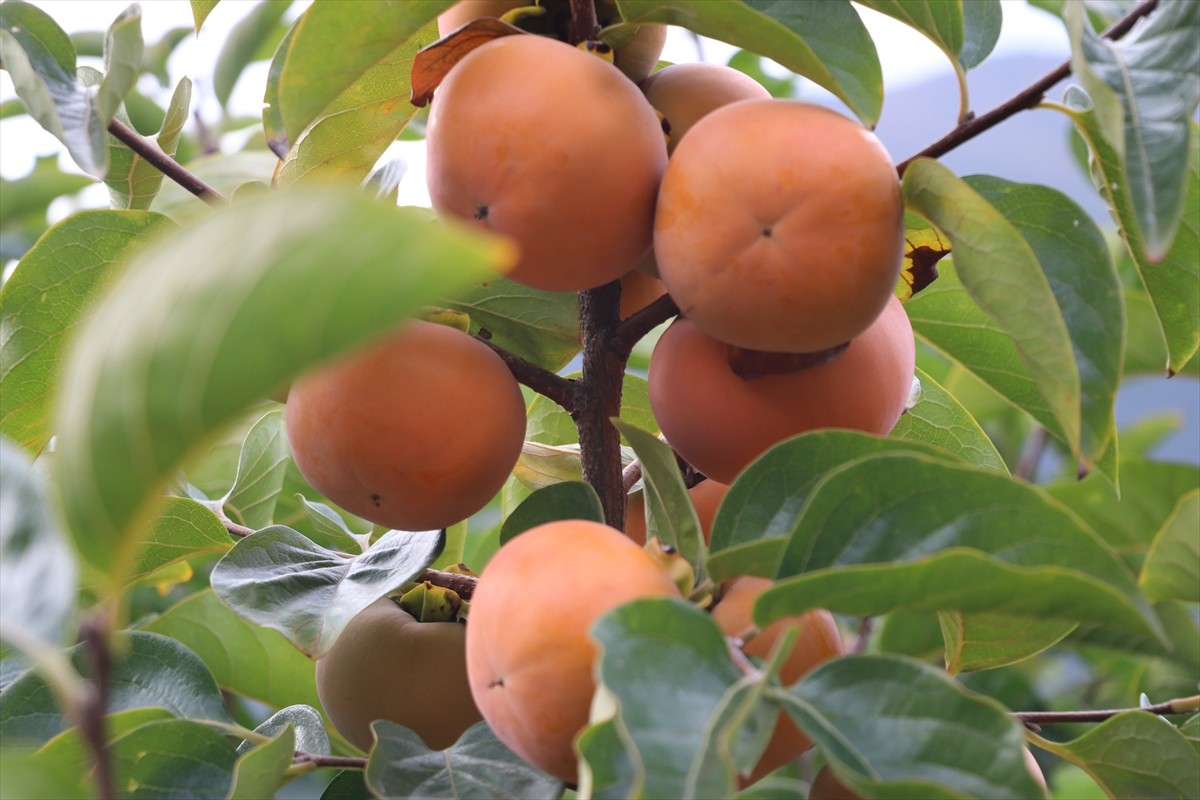 Amasya'da "Trabzon hurması" olarak da bilinen cennet hurmasının üreticileri yaklaşık bir ay...
