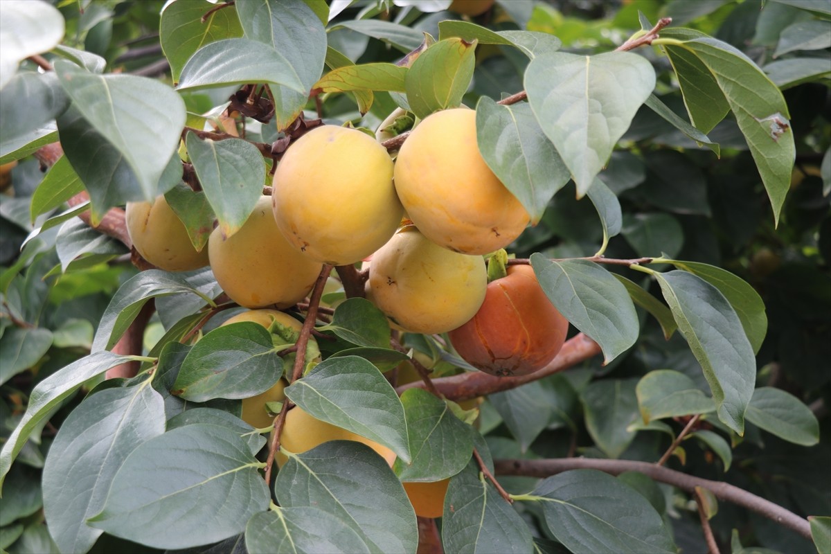 Amasya'da "Trabzon hurması" olarak da bilinen cennet hurmasının üreticileri yaklaşık bir ay...