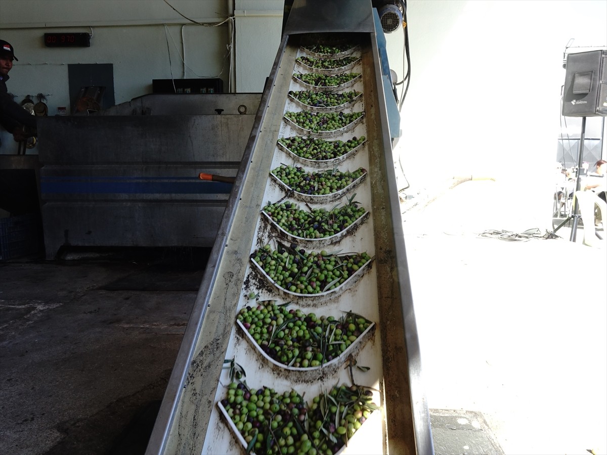 Balıkesir'in Edremit ilçesinde düzenlenen "Edremit Zeytinyağı Tadım Festivali" (Fest Olive...