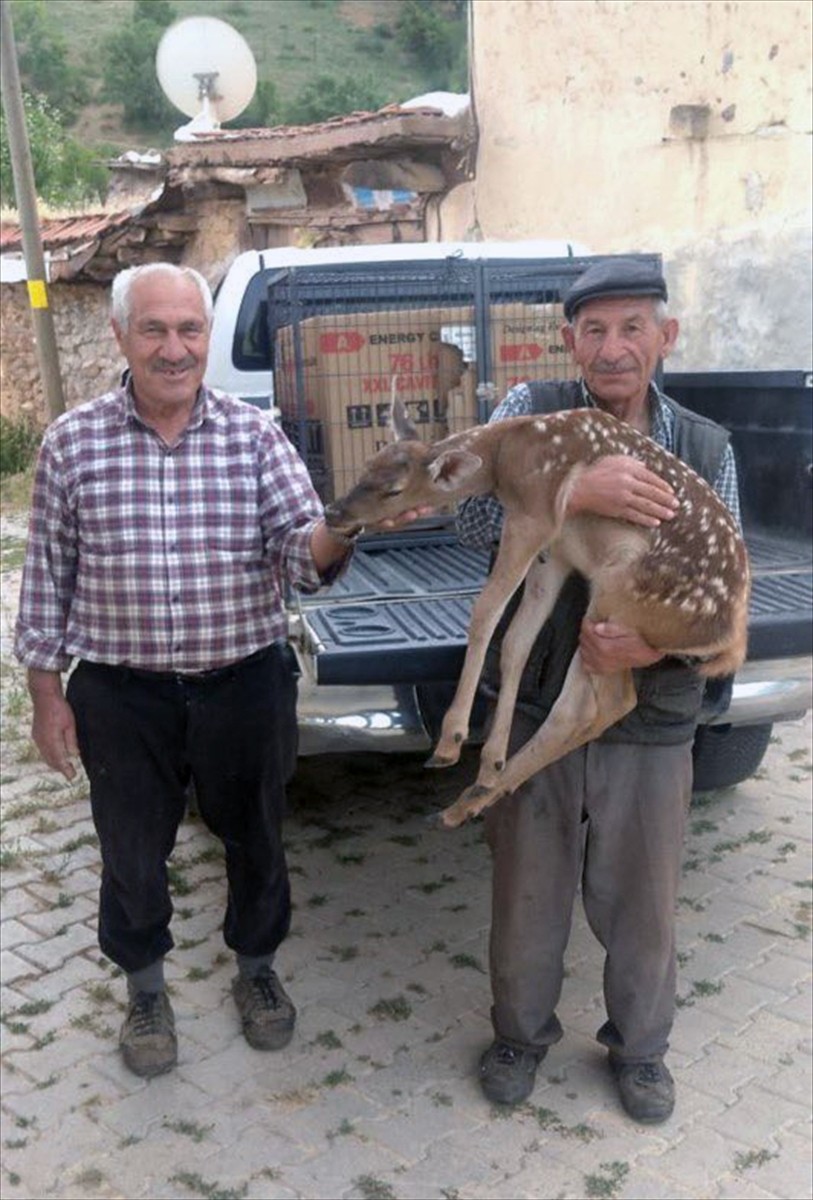 Afyonkarahisar'ın Sandıklı ilçesine bağlı Asmacık köyü yakınlarında yaralı halde bulunan kızıl...